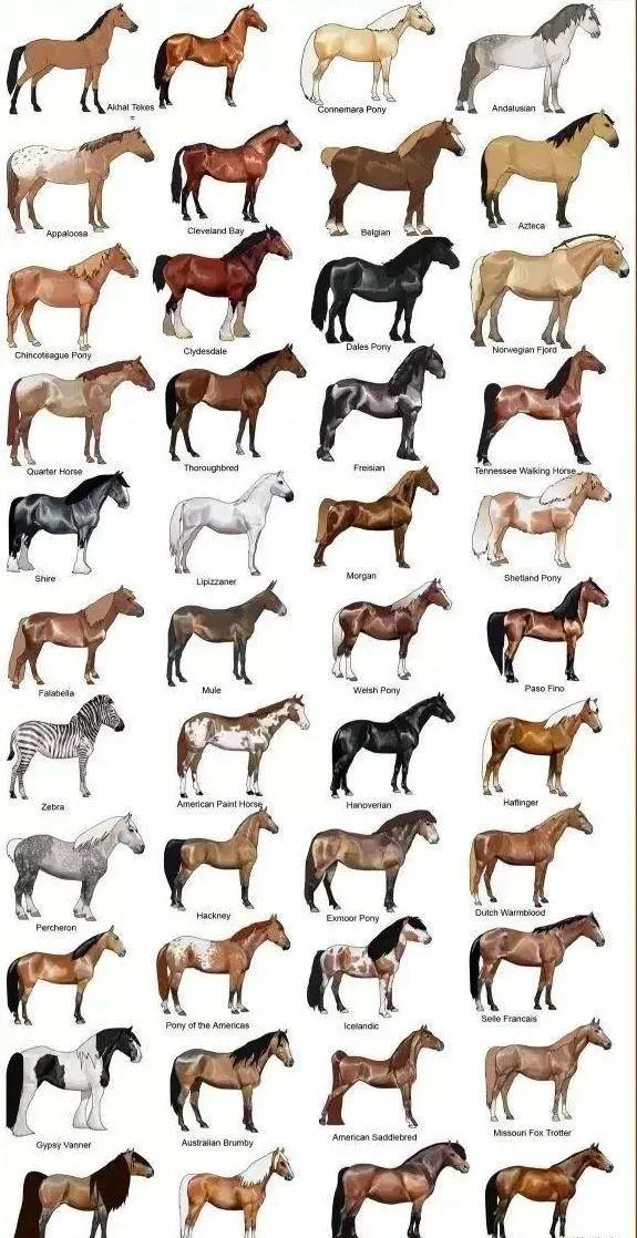 马的种类有哪些